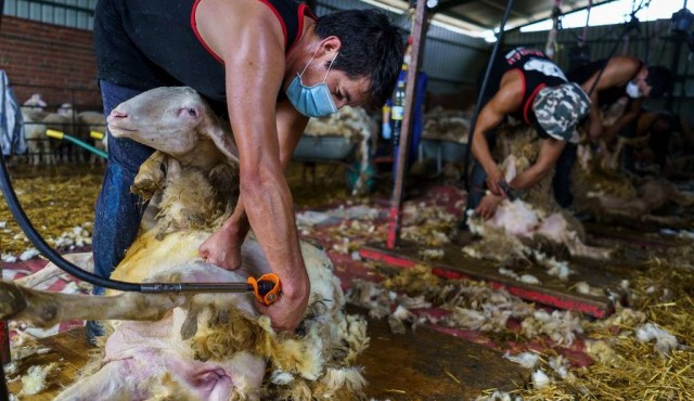 De Uruguay a España para esquilar ovejas 