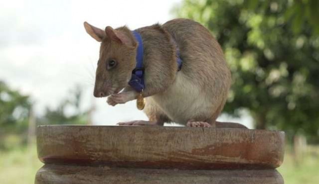 Una rata detectora de minas, premiada en el Reino Unido por su valor