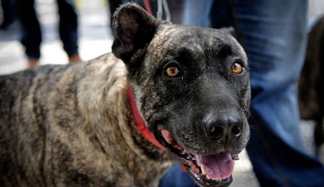 Nueva reglamentación sobre tenencia de perros con multas de hasta 10.000 pesos