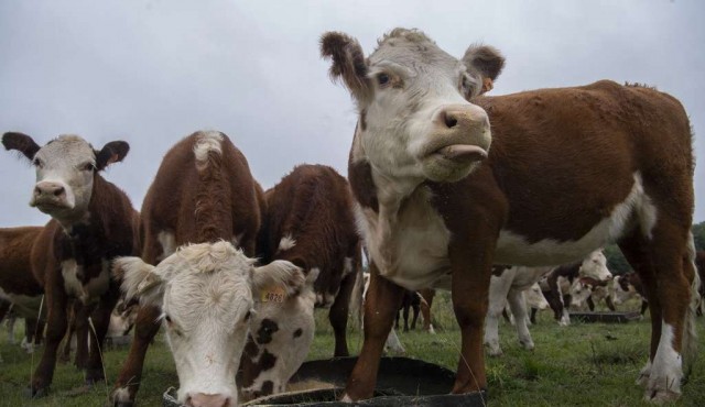 La ganadería uruguaya ante el desafío de ser más eficiente y con menor efecto invernadero