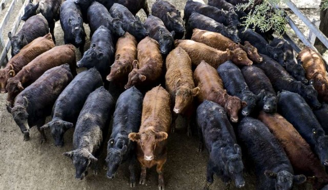 Ganaderos de Argentina en huelga contra cese de exportaciones de carne