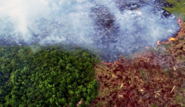 Deforestación en Amazonía brasileña alcanza récord al avanzar 41% en mayo