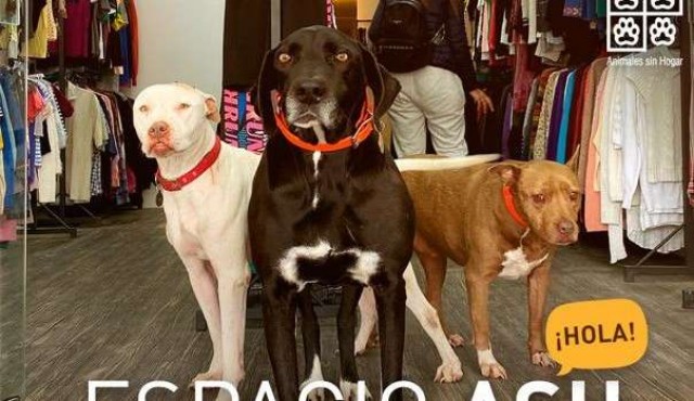 Nuevo Centro de Adopción para Animales Sin Hogar 