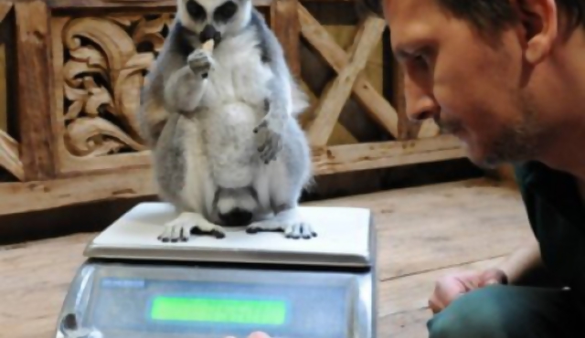 El tráfico de animales exóticos, un negocio floreciente en Brasil