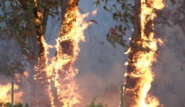Artigas: incendio en 1.400 hectáreas