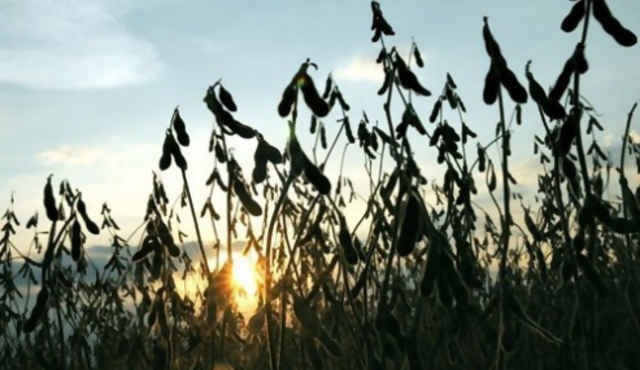 Plantación de transgénicos creció 10% en 2010 a nivel mundial