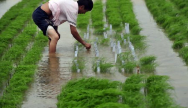 Arroz transgénico ilegal en China