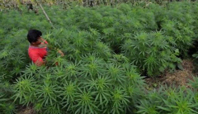 Drogas sintéticas reemplazan a cocaína, heroína y cannabis