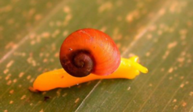 Nueva Guinea: 1.000 especies descubiertas en 10 años