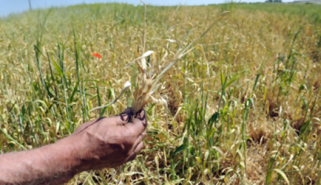 Tecnologías verdes para alimentación y energía en los próximos 40 años