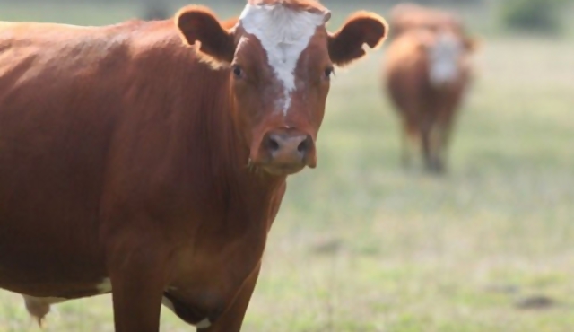 La UE habilitó a Uruguay para cupo de carne vacuna de calidad superior 