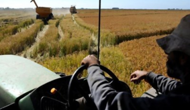 Trabajadores rurales presentarán 250 denuncias en MTSS este lunes