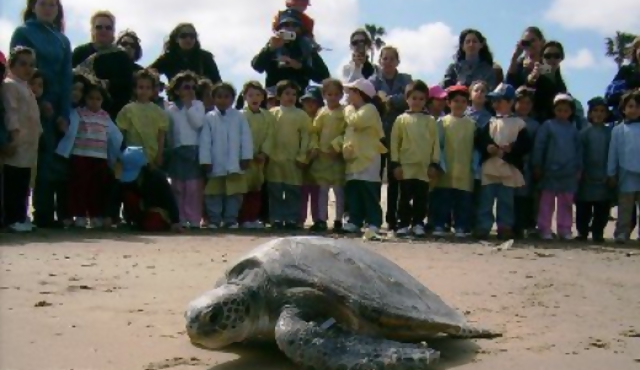 Cerro verde, área protegida para las tortugas que llegan a Uruguay