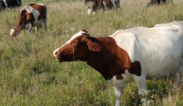 Paraguay suspende exportaciones de carne por aftosa