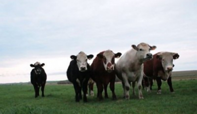 “Uruguay produce commodities de un alto valor agregado” 