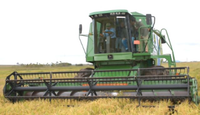 Uruguay logró récord en cosecha de arroz