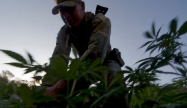 América Central mira hacia la legalización de drogas