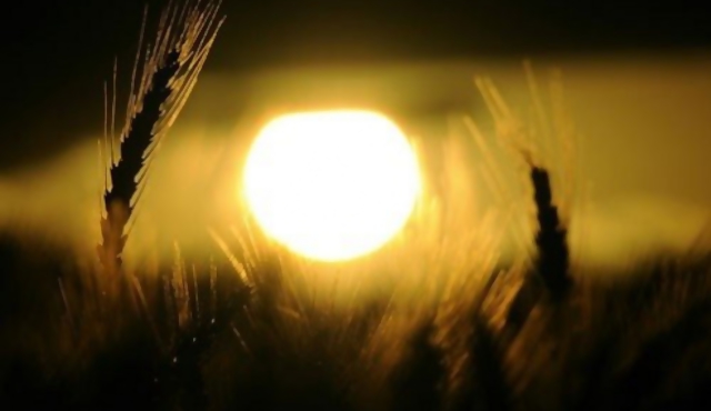 Récord de cultivo de trigo