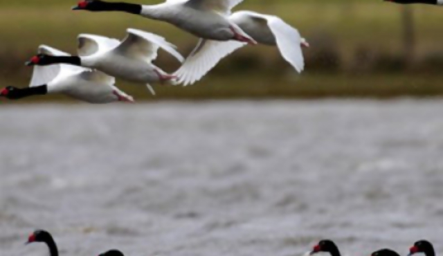 “El presidente se burla de la protección a la naturaleza”
