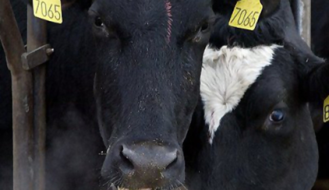 Caso de "vaca loca" en Estados Unidos