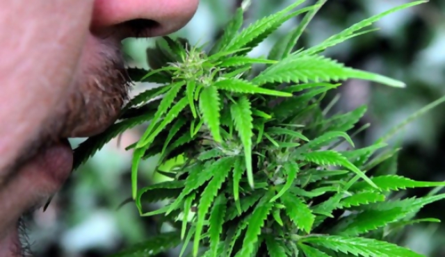 Marcha por la legalización del cultivo de marihuana