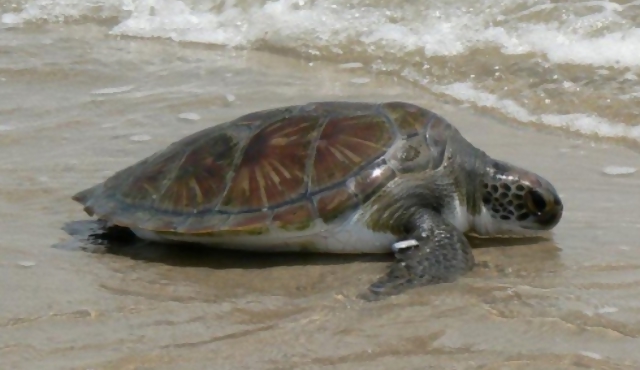 Inusual cantidad de tortugas en peligro en la costa uruguaya