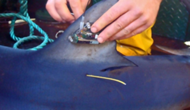 Uruguay pionero en marcado satelital de tiburones 
