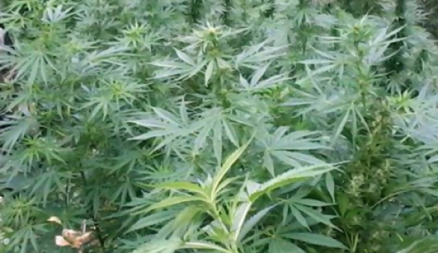 Gobierno envió al Parlamento proyecto sobre la marihuana