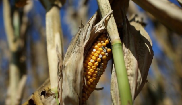FAO: EEUU debe suspender producción etanol con maiz