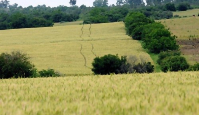 Cuando Uruguay era un desierto habitado por dinosaurios