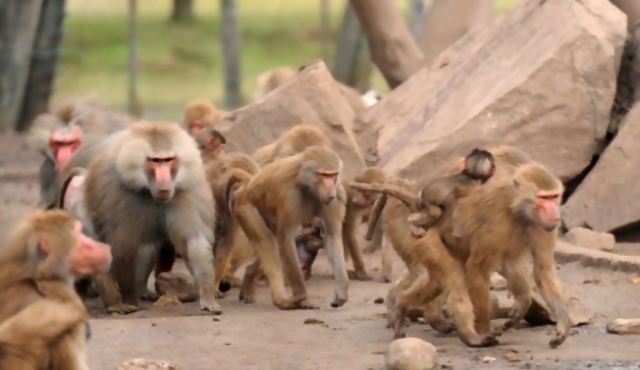 Parque Lecoq busca controlar colonia de monos 