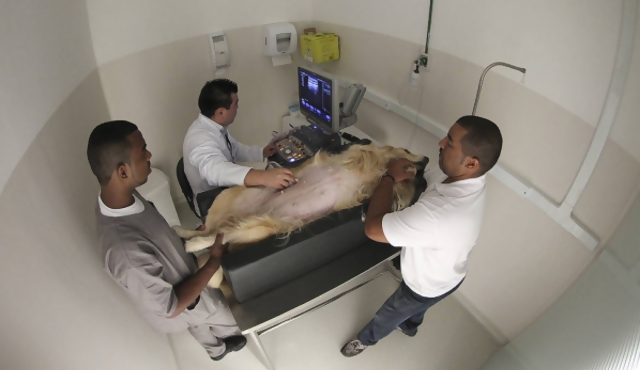 Un hospital de lujo para las mascotas paulistas