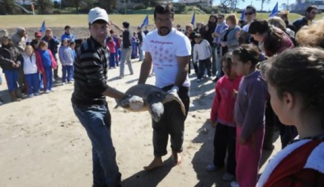 Karumbé liberó al mar a dos tortugas recuperadas