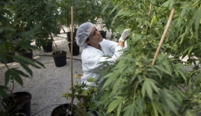 Israel dice sí al cannabis con fines médicos
