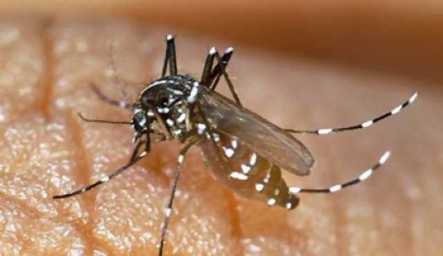 Fumigan en Montevideo para prevenir dengue