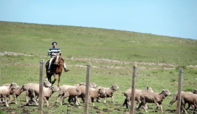 Precio de arrendamiento de tierra se duplicó