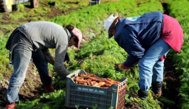 Temporal golpeó producción hortifrutícola en el peor momento