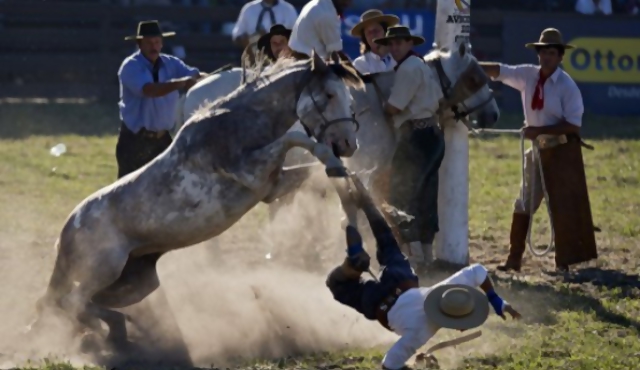 Intendencia convoca a debate sobre maltrato animal en las jineteadas