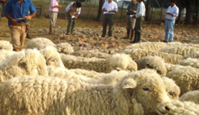 Agrícola uruguaya UAG lanzará primera oferta pública de acciones 