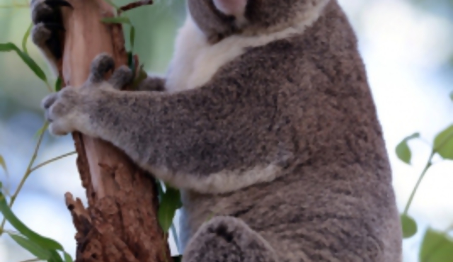 Todo atenta contra los koalas