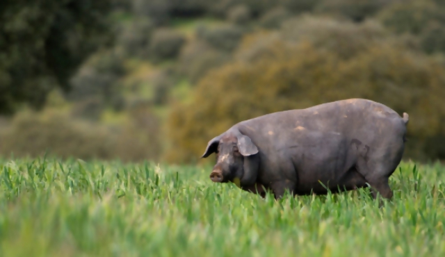 El cerdo ibérico lucha por un mayor prestigio