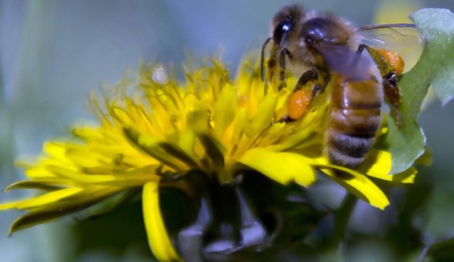 Insectos como parte del menú gastronómico