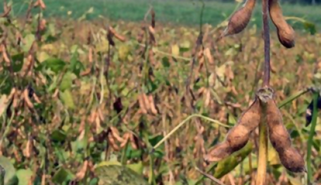 Soja de Monsanto avanza en Uruguay