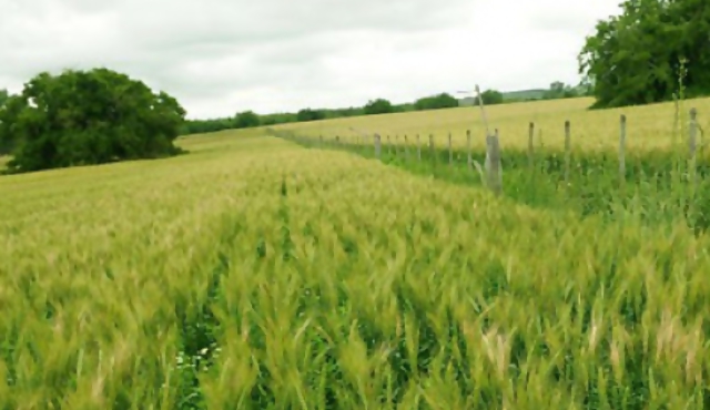 En 10 años el valor de la tierra se multiplicó por nueve