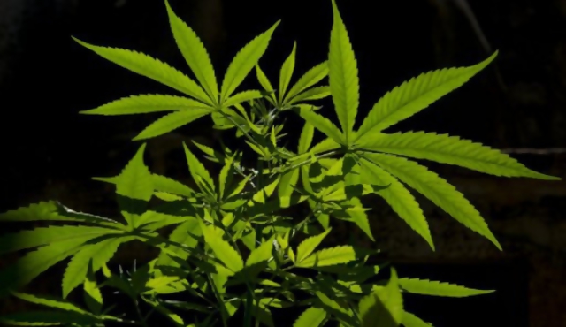 Organismo de drogas de ONU cuestionó ley sobre cannabis