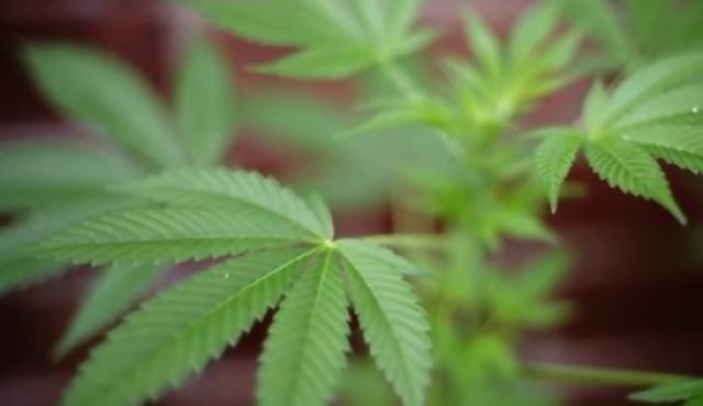 Rivera y Santana do Livramento marcharán por la marihuana