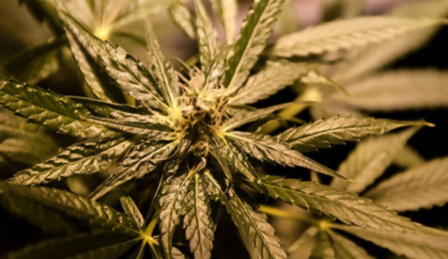 Marihuana: seis plantas para autocultivo antes de 2014