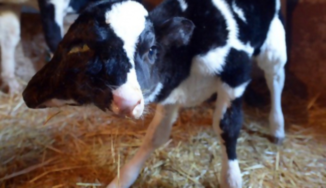 Nace un ternero con dos cabezas en Marruecos