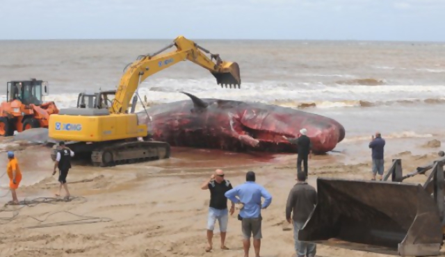 La ballena fue retirada del agua