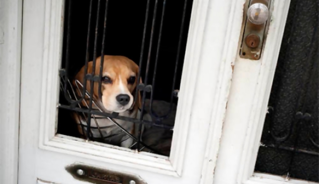 Una ley para darle un "trato humanitario" a los animales